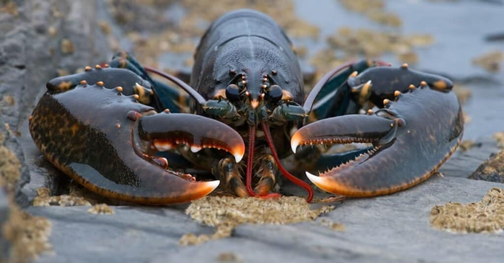 how long can lobster live out of water