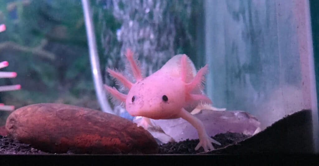 how many axolotls are left in the world 2022