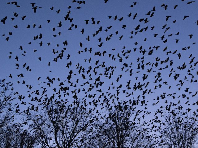 how many crows in a murder