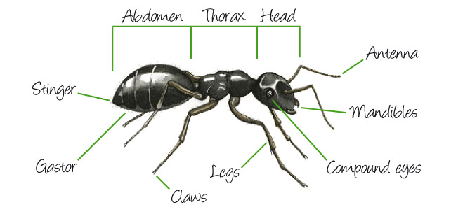 how many ants would it take to lift a human