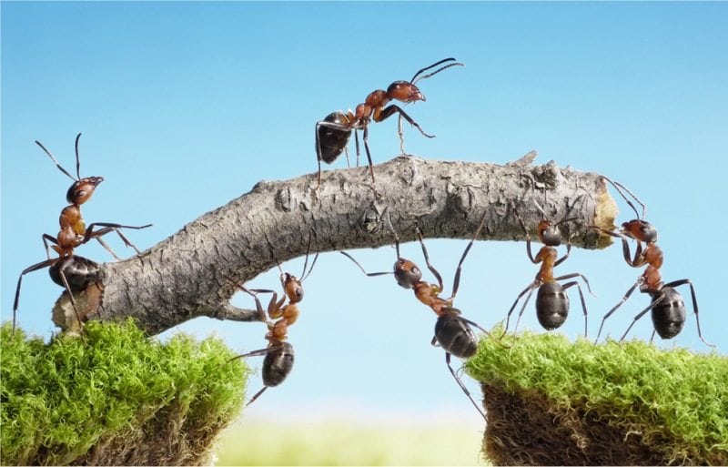 how many ants would it take to lift a human