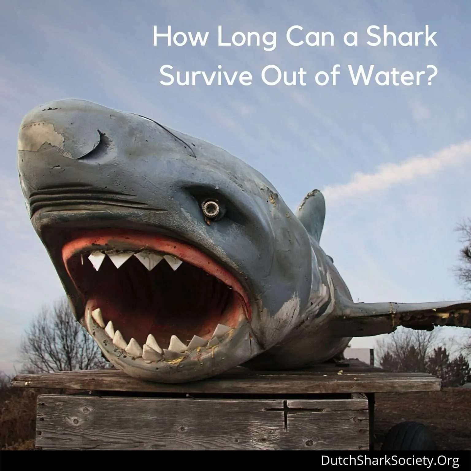 how long can a shark live out of water