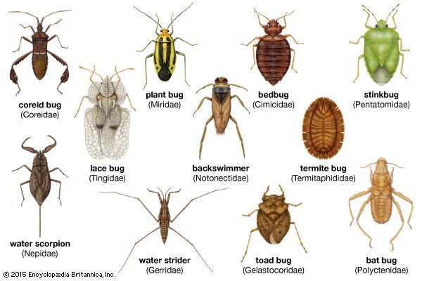 how many bugs do we eat a year