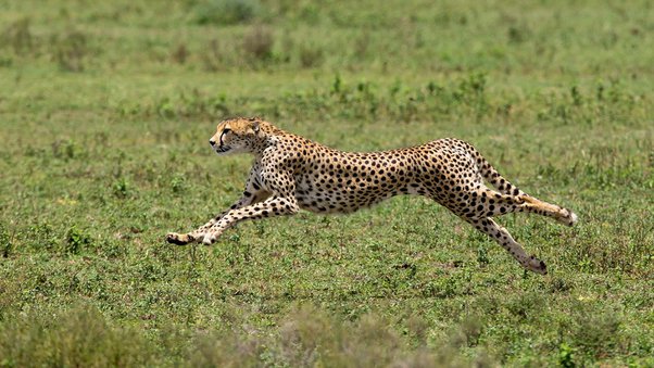 how far can a cheetah jump