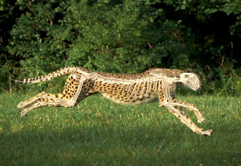 how far can a cheetah jump