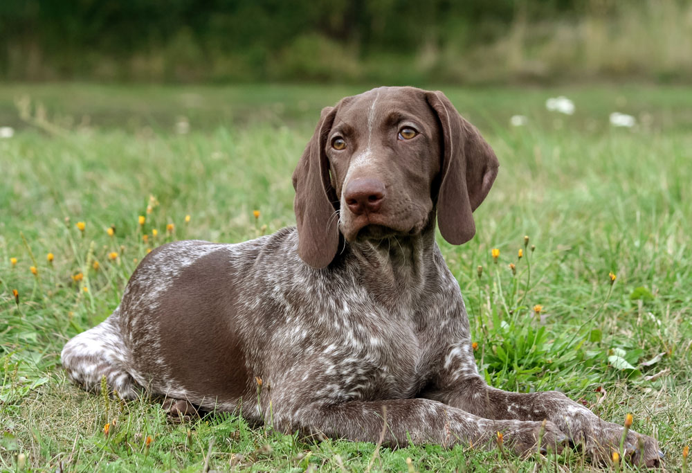 how fast can a german shorthaired pointer run