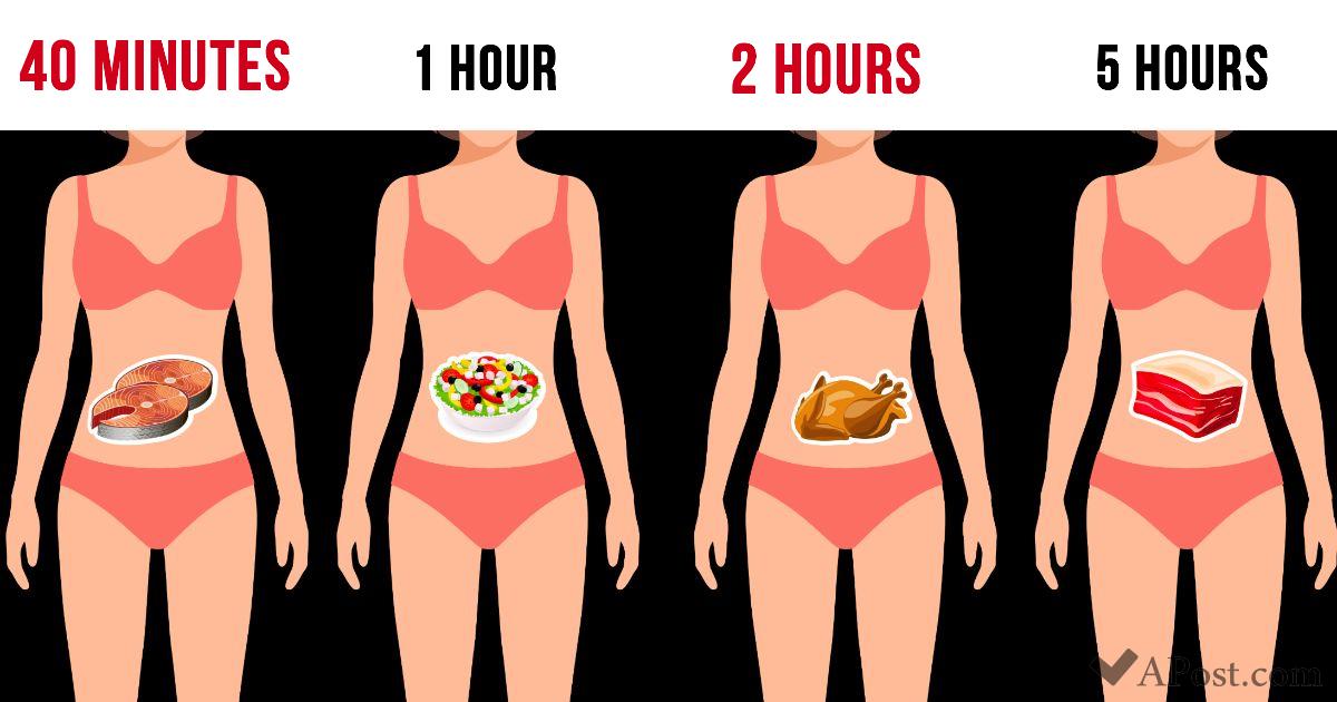 how long does it take to digest yogurt