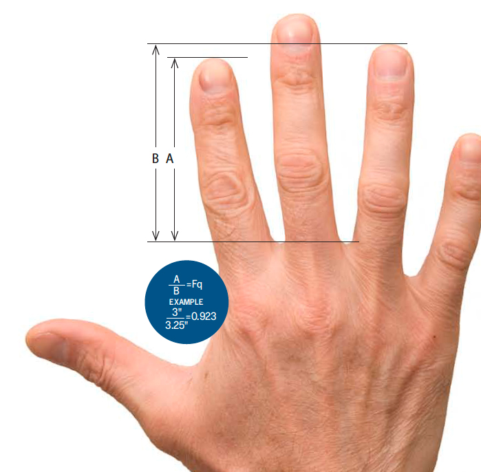 average finger length