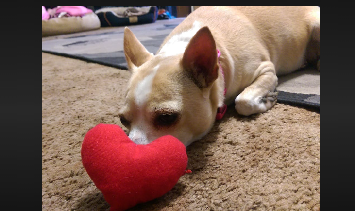 how big is a chihuahua's heart