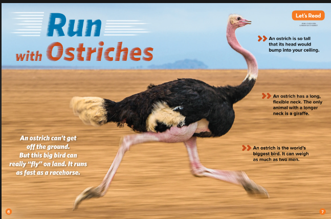 how to beat an ostrich