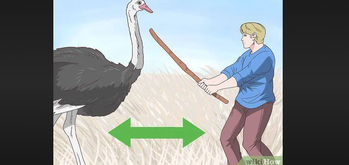 how to beat an ostrich