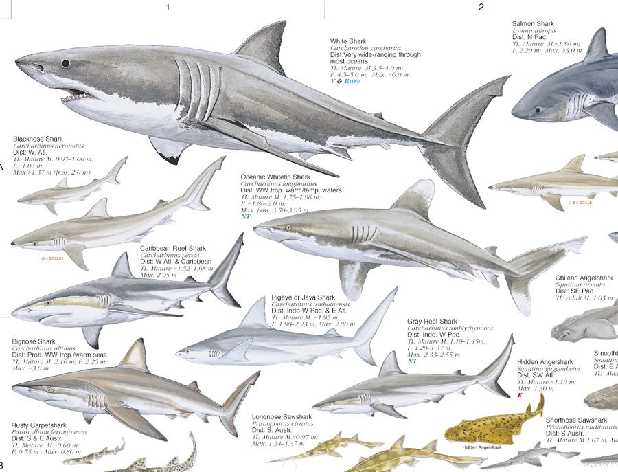 how much sharks are in the world