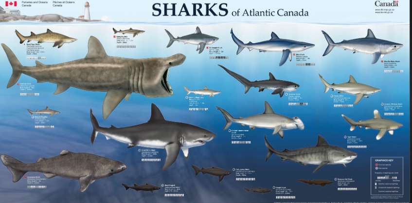 how much sharks are in the world