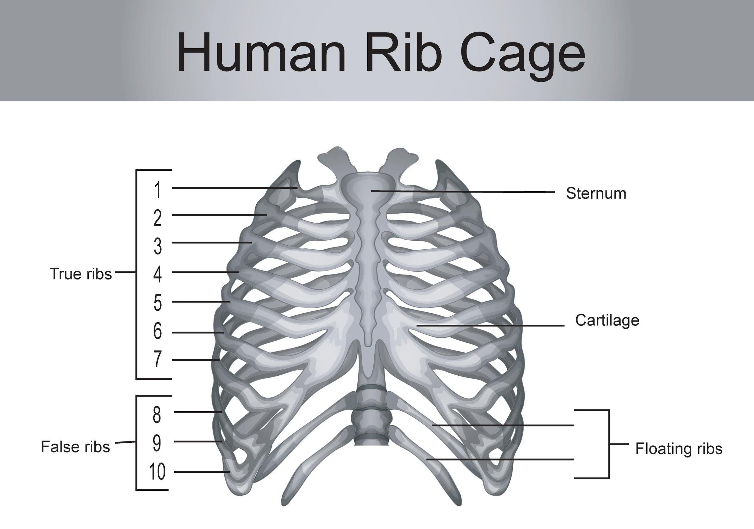 how many ribs do men have