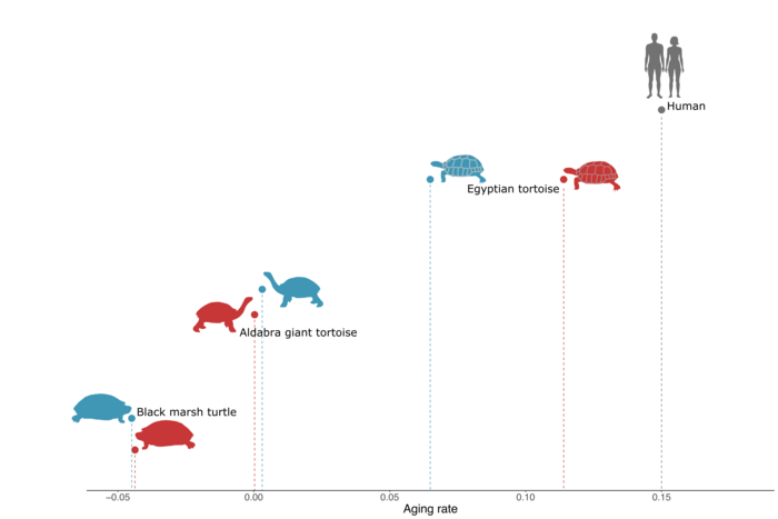 turtle years to human years