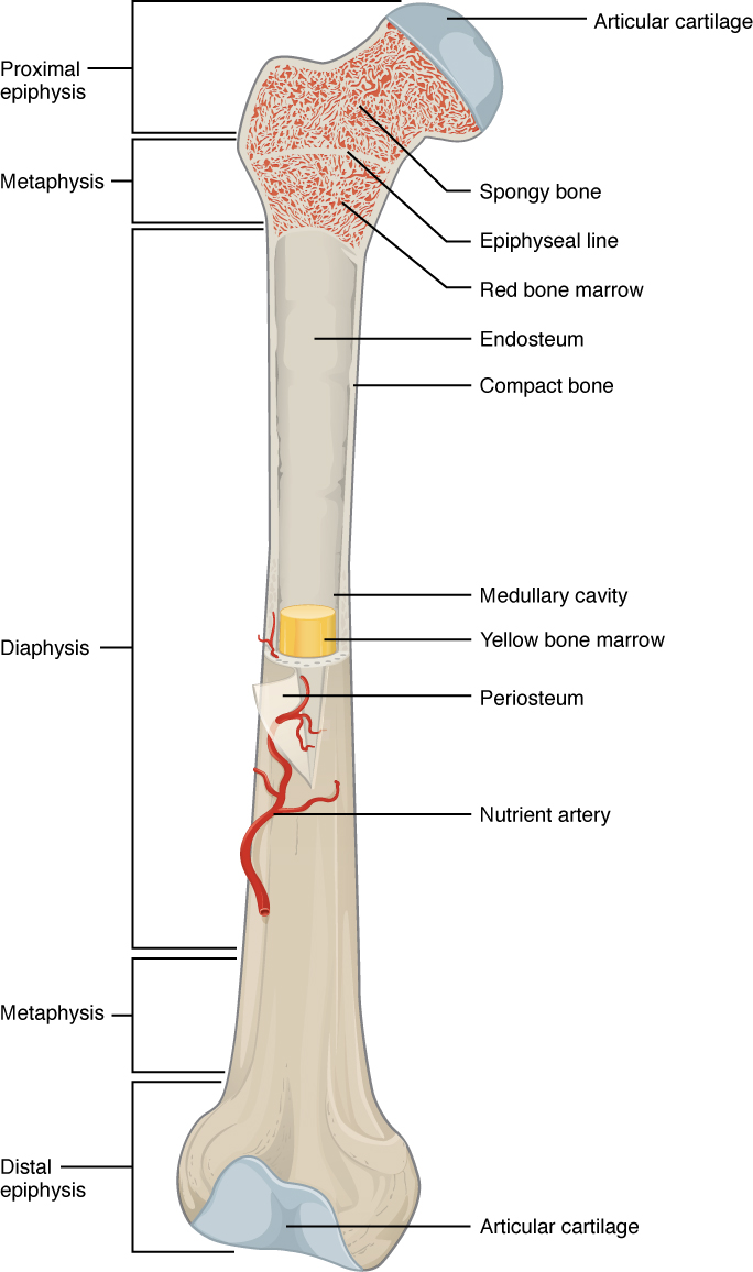 how much pressure does it take to break a bone