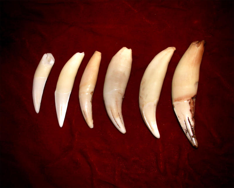 lion tooth size
