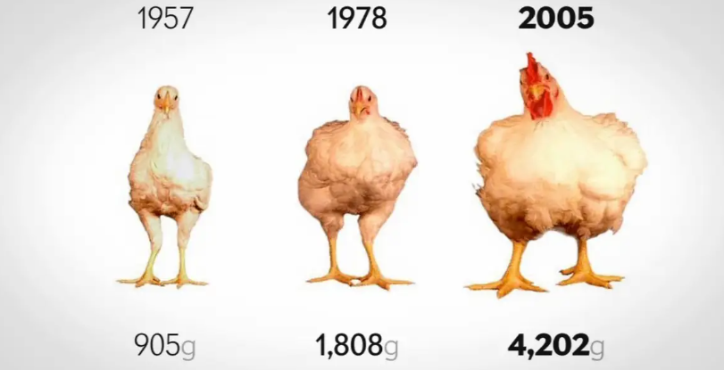 how tall is a chicken