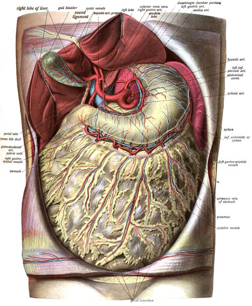 how long are your intestines stretched out