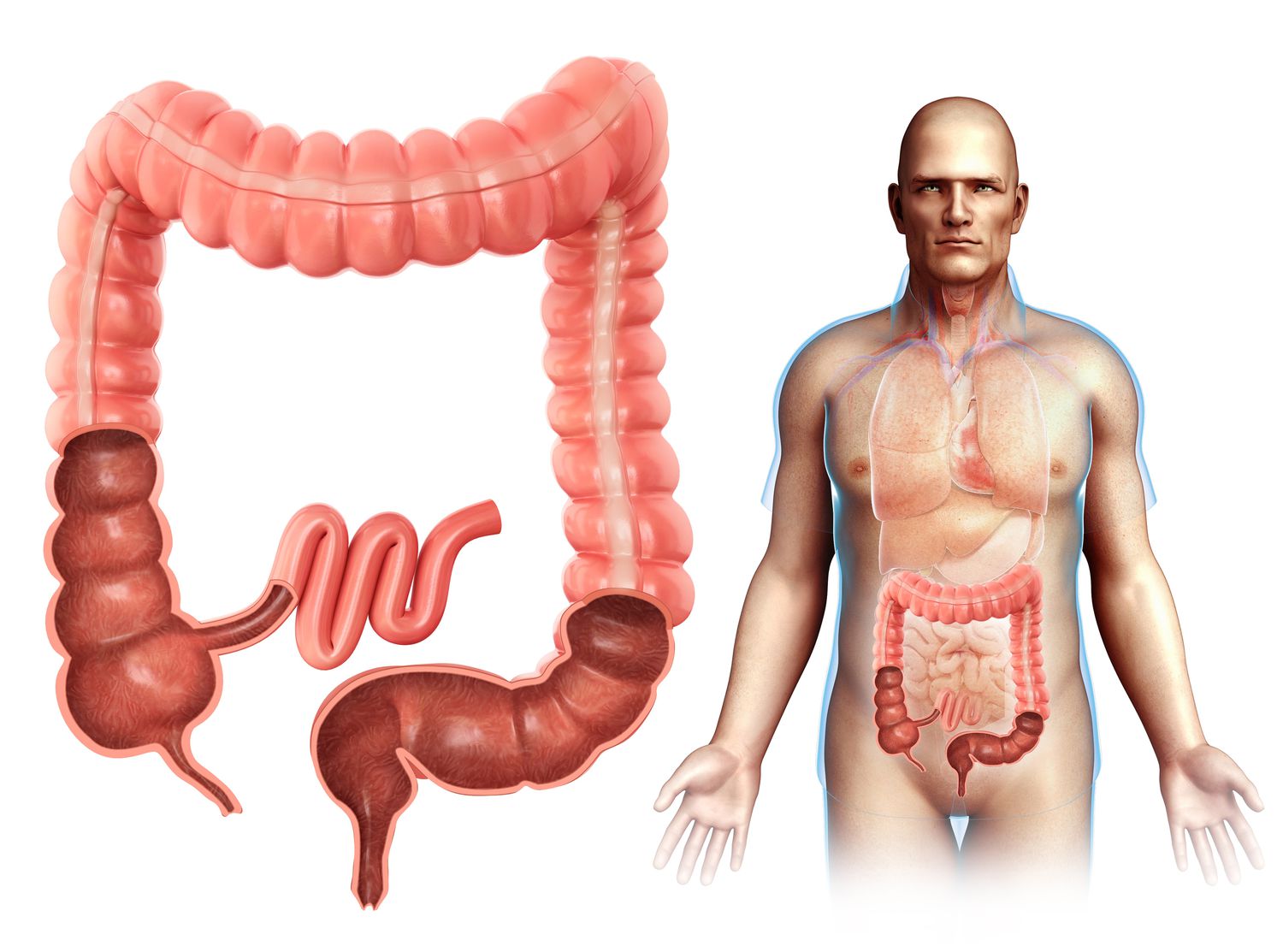 how long are your intestines stretched out