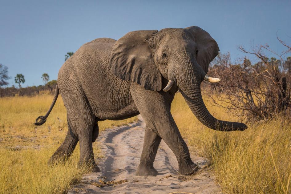 blue whale vs elephant size