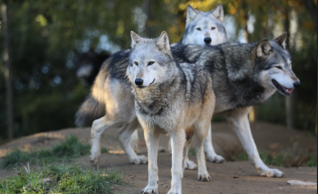 wolf size compared to human