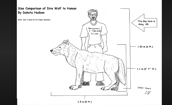 wolf size compared to human