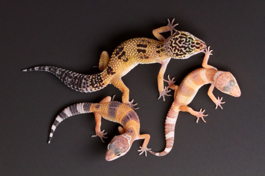 male and female leopard gecko