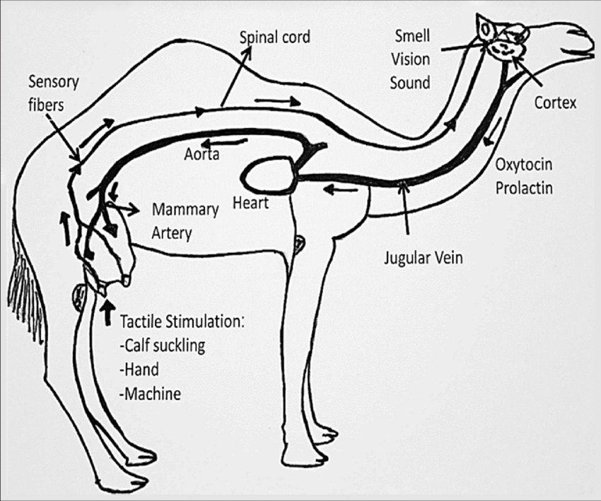 camel top speed