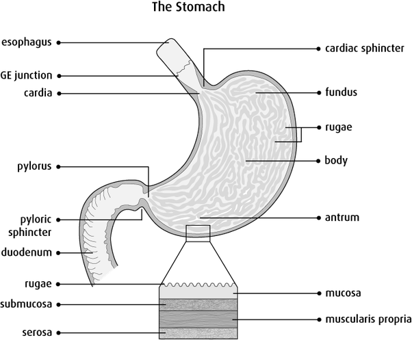 how big is your stomach compared to your hand