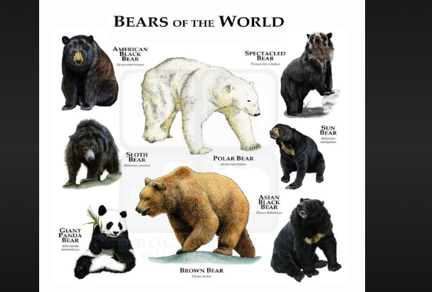 how many bears are there in the world