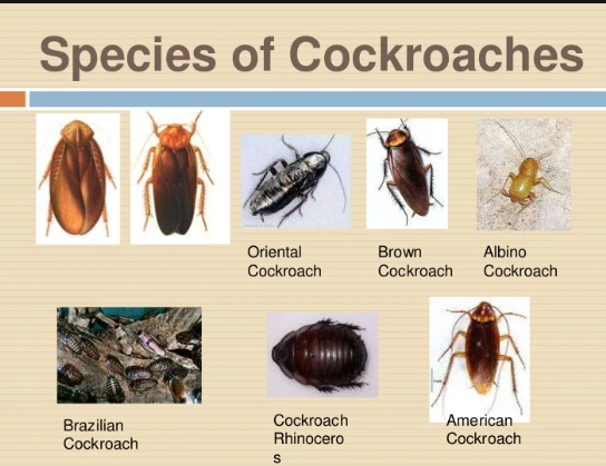 how did cockroaches get their name