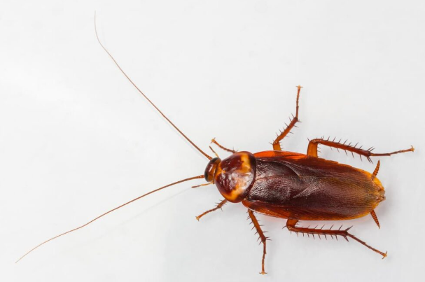 how did cockroaches get their name