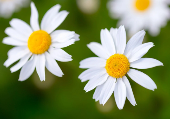 how many petals do daisies have