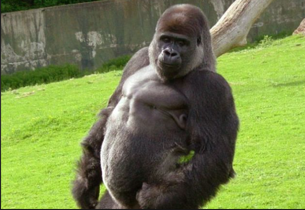 how much can a gorilla deadlift