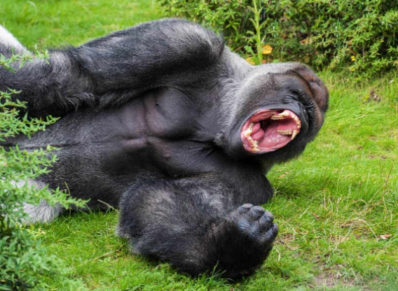 how much can a gorilla deadlift