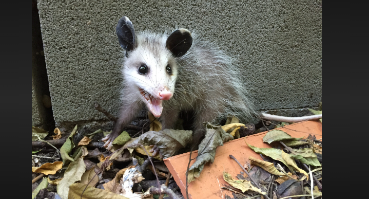 how fast can a possum run