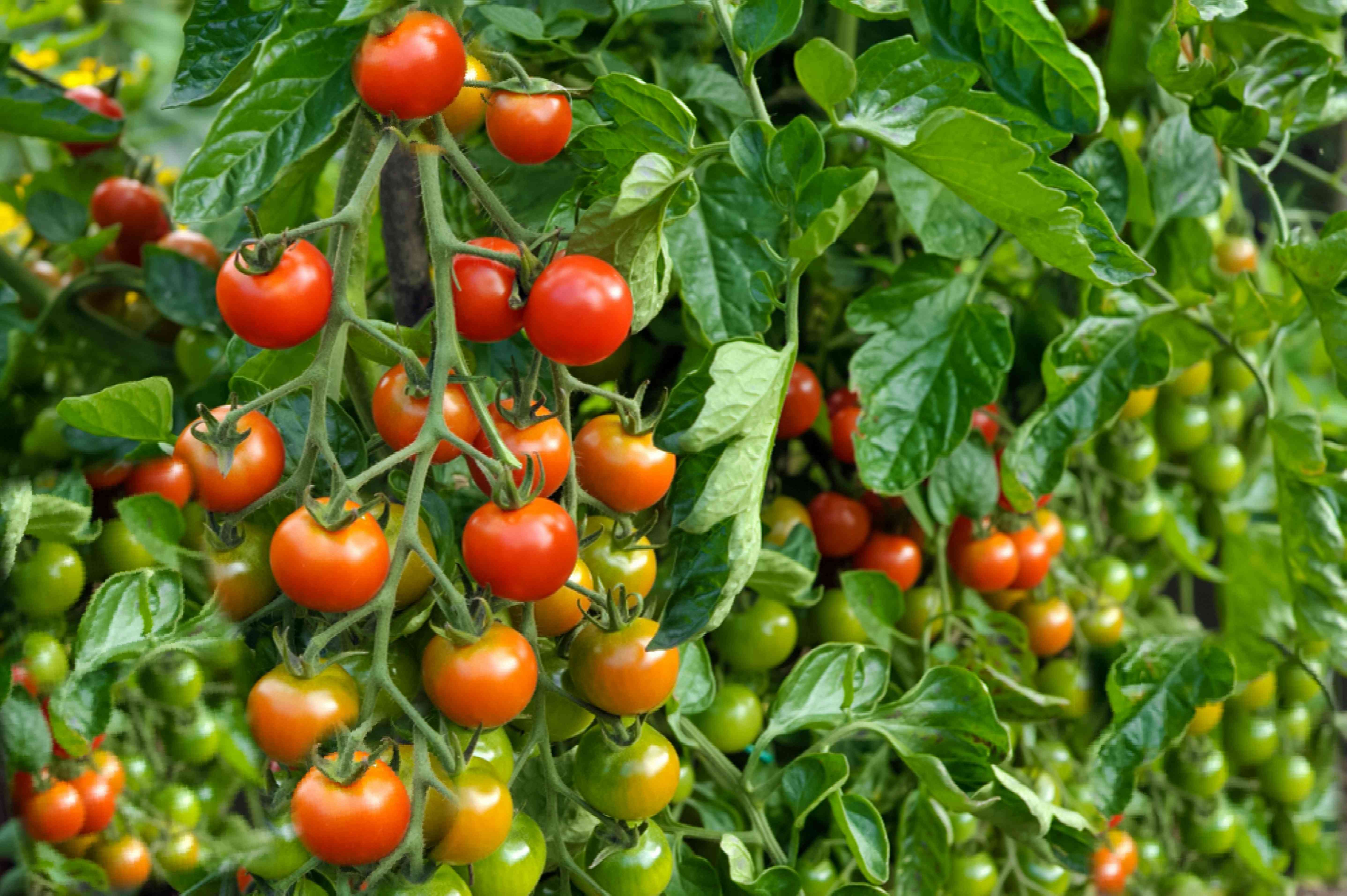 how many pints in a pound of tomatoes