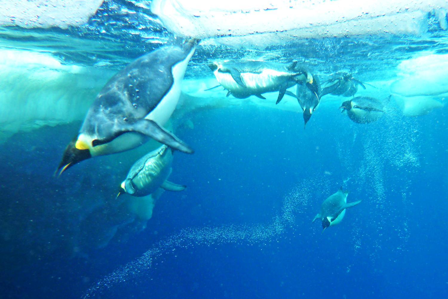 how long can penguins hold their breath