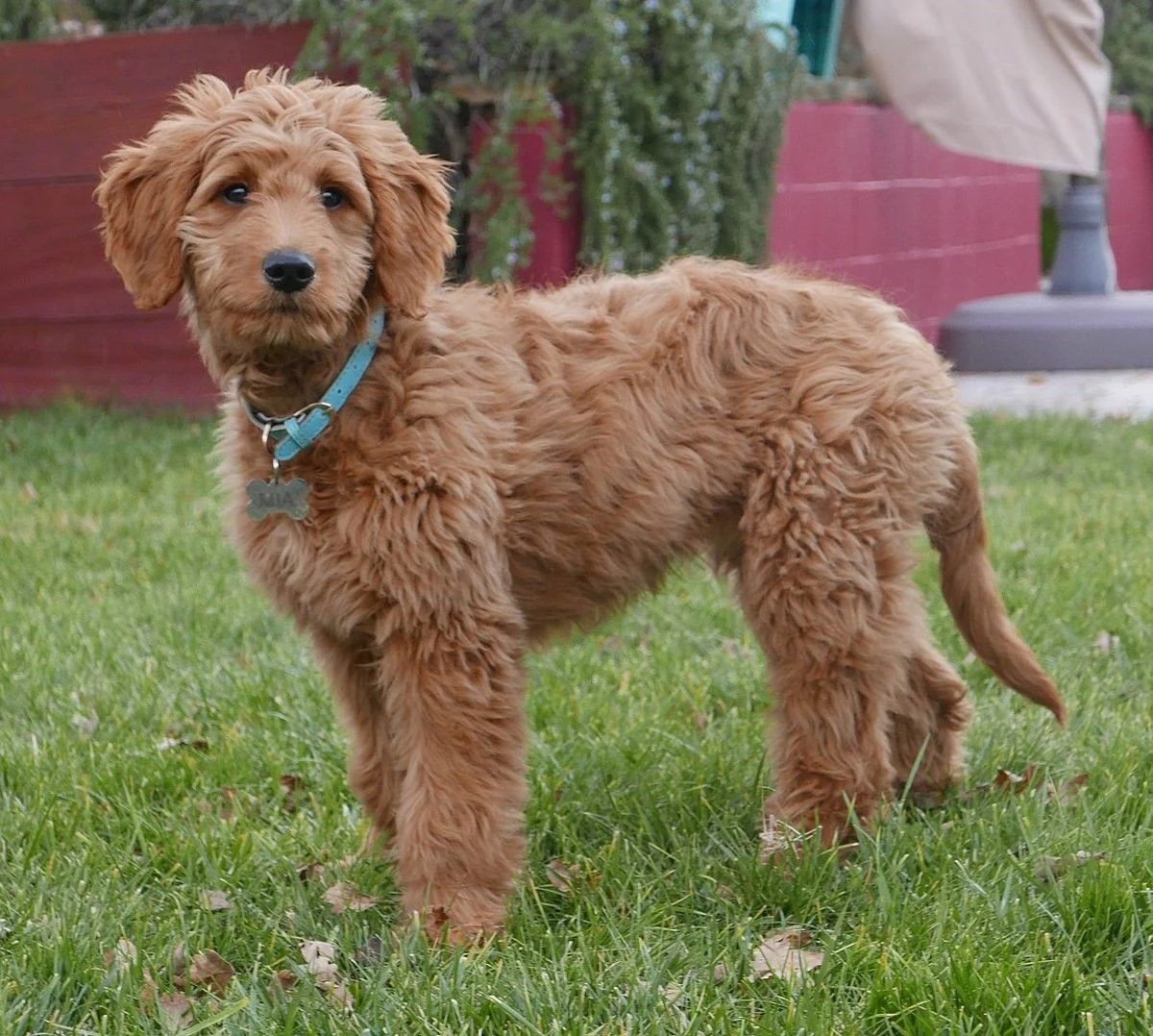 golden doodle top speed