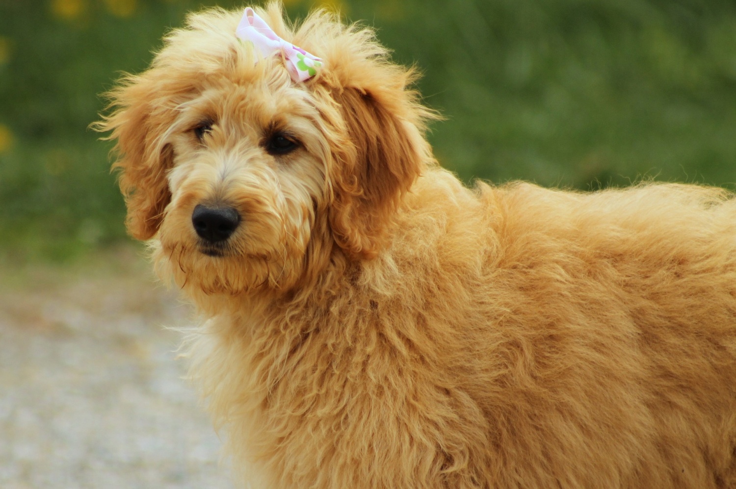 golden doodle top speed