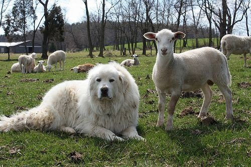 how fast can a great pyrenees run