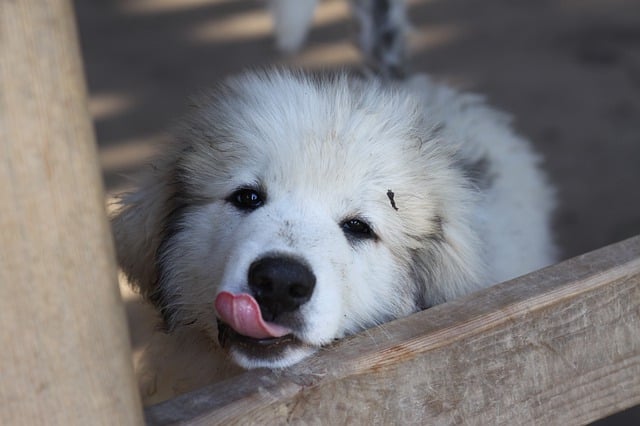 how fast can a great pyrenees run