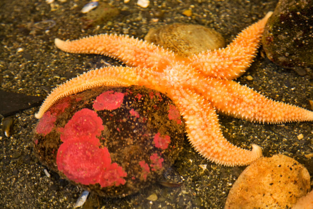 how long can starfish live out of water