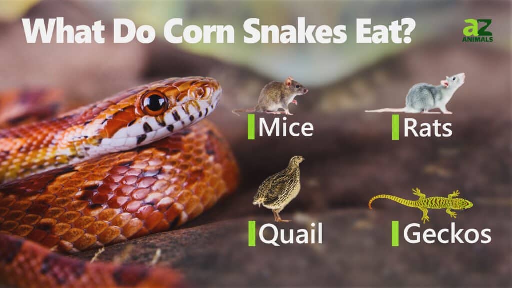 how long can a snake go without eating