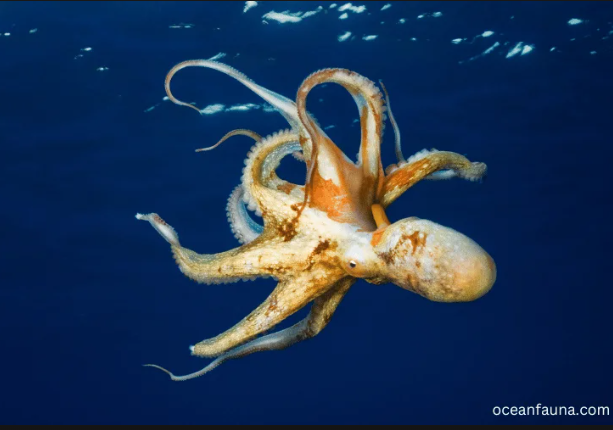 how many stomachs does an octopus have