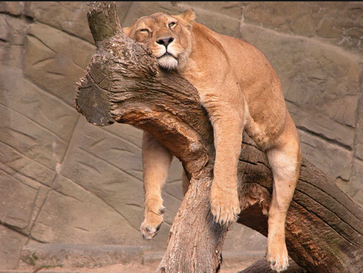 how many hours do lion sleep