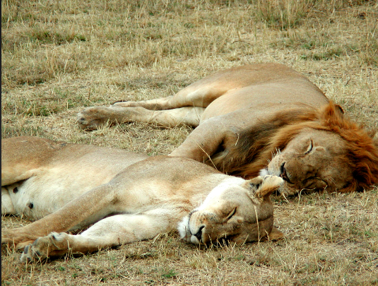 how many hours do lion sleep