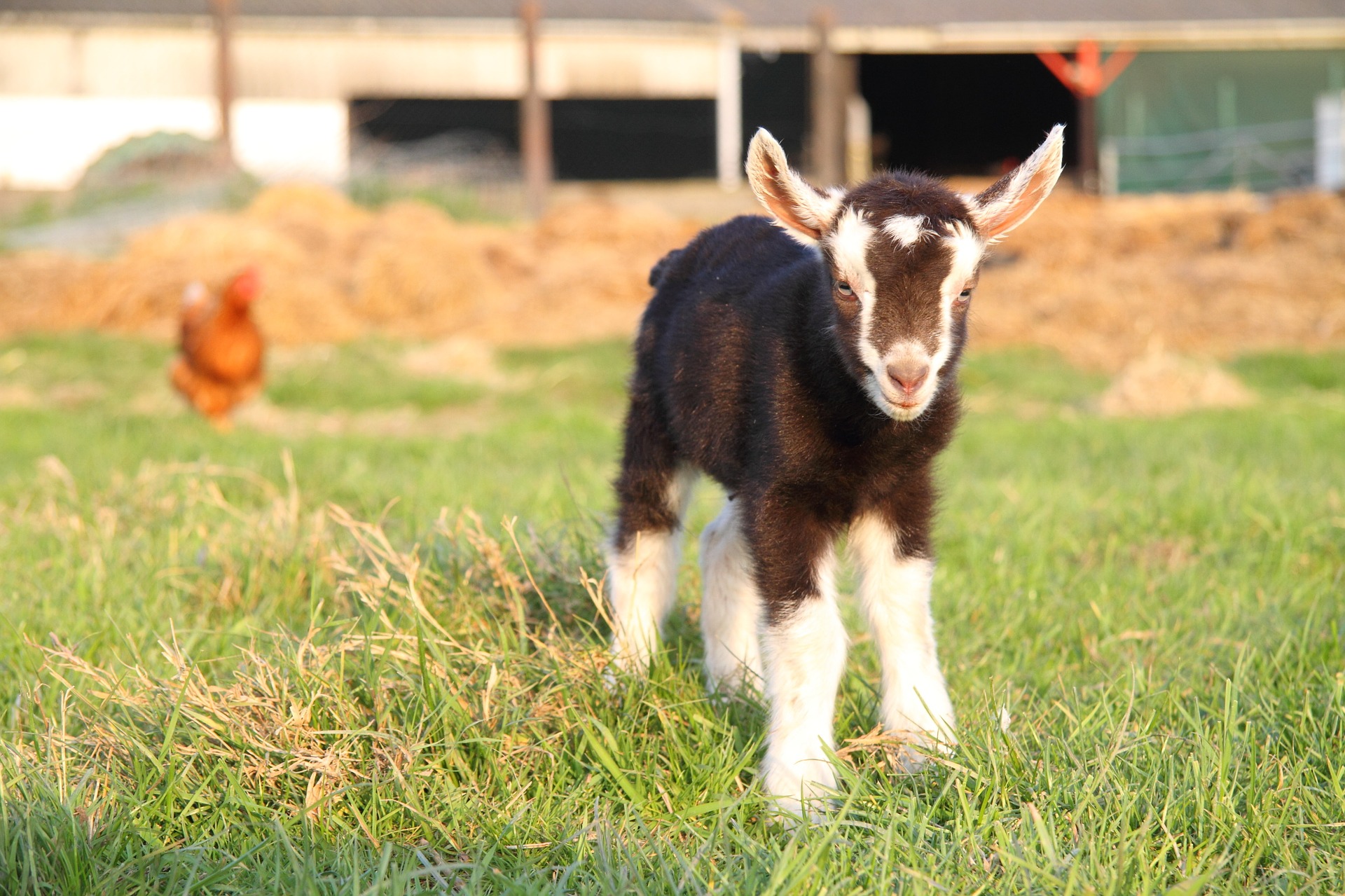 how to tell if a goat is happy