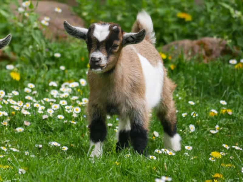 how to tell if a goat is happy